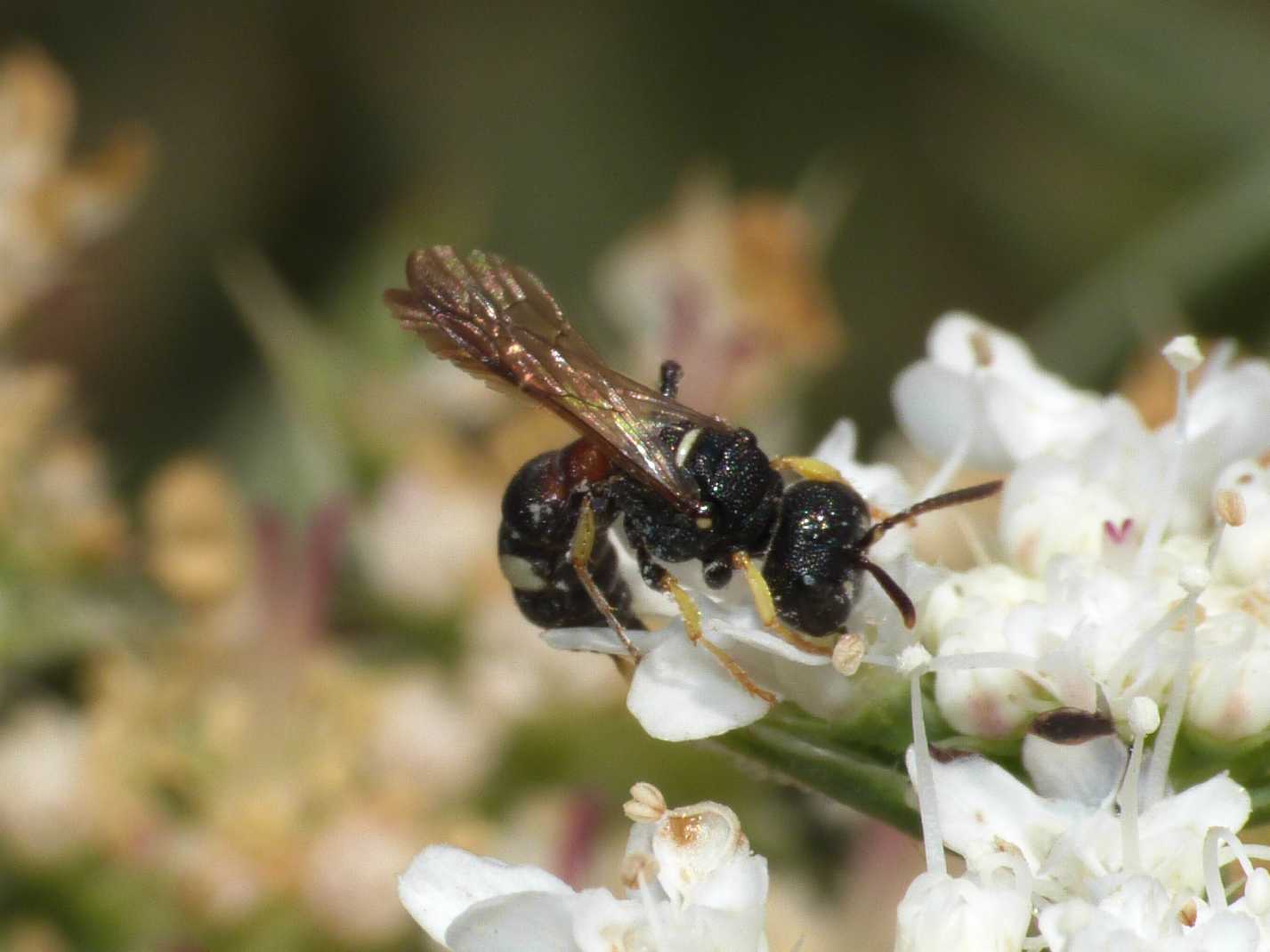 Crabronidae minuscolo: Cerceris rubida